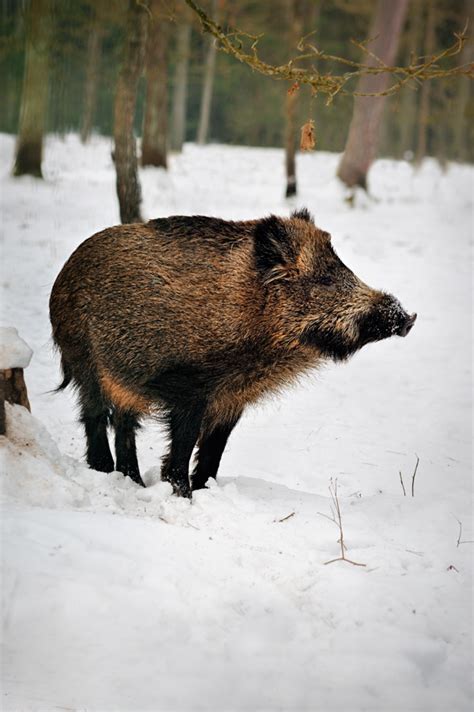 Winter Wildlife Photography in Poland | Wildlife Worldwide