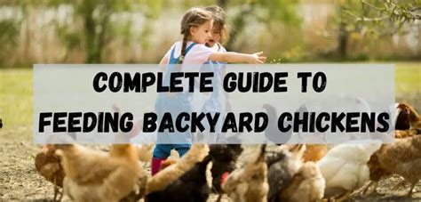 Chicken Food Complete Guide To Feeding Backyard Chickens