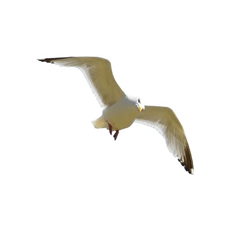Seagull Png Images Transparent Hd Photo Clipart Photo Clipart Png
