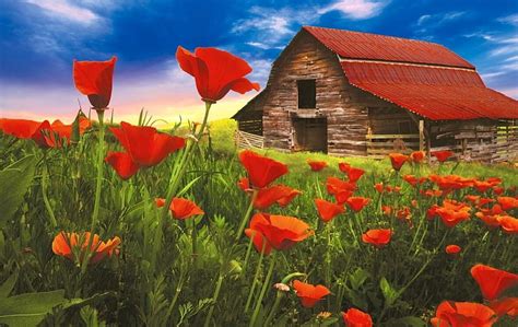 1920x1080px 1080p Free Download Old Barn Surrounded By Flowers Red