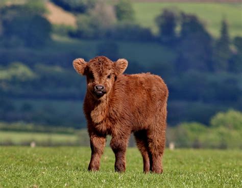 Where To See Highland Cows In Scotland Inspiring Travel Scotland