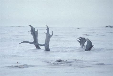 Filedeep Snow Covers Deer Antlers Wikimedia Commons