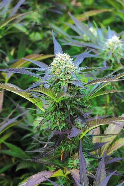 Royal Purple Kush Cannabis Seeds By Emerald Triangle Seeds
