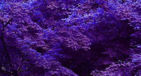 Purple Forest Wallpaper Hd Download