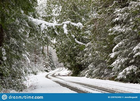 Winding Road Through A Wintery Snowy Pine Forest Stock Photo Image Of