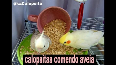 Calopsita Pode Comer Aveia