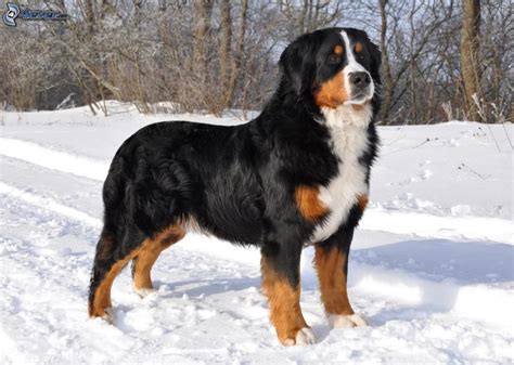 bernese mountain dog breed guide learn   bernese mountain dog