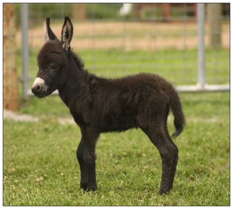 Miniature Donkey Newborns Miniature Donkey Babies Born In 2015 At Haa