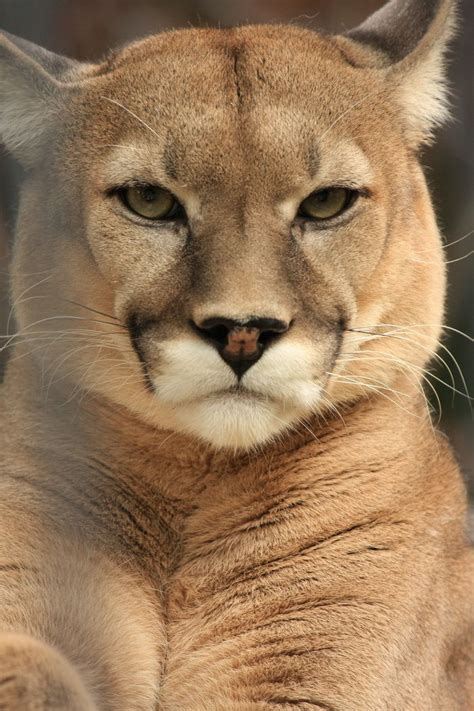 Puma - Animal & Insect Photos - Memories in the Dust