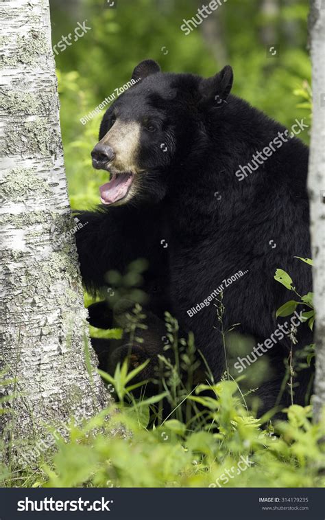 Baribal Ursus Americanus Black Bear Minnesota Stock Photo 314179235
