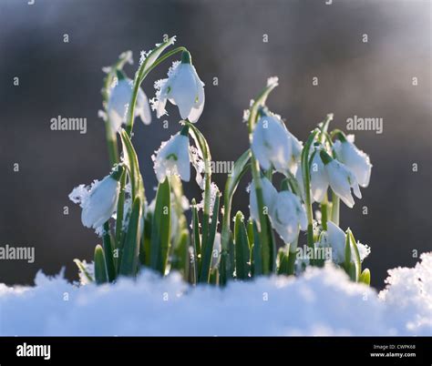 Galanthus Snowdrop White Flowers Emerging On Stems In Snow Stock