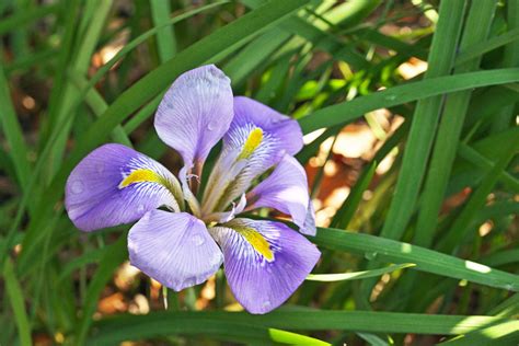 Algerian Iris Plant Care Planting Algerian Iris Bulbs In The Garden