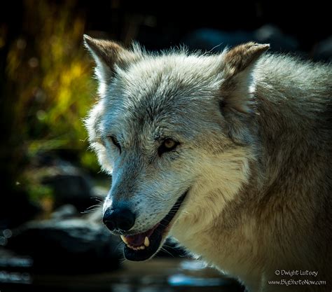 Animal Portraits: White Wolf | BigShots Now