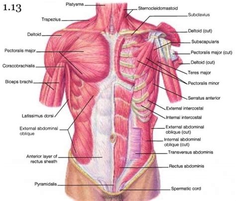 Look at a picture of chest muscles. Chest Muscle Anatomy Diagram - Upper extremity ...