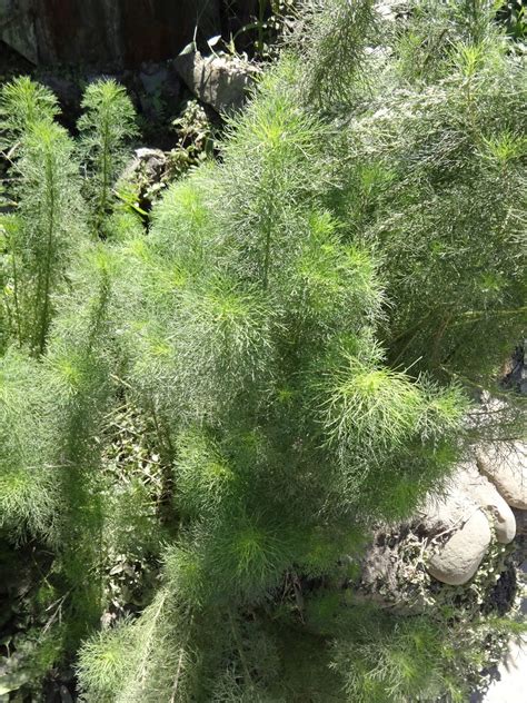 Learn its other many uses and why this herb is a winning ingredient to your dog's diet. Herbs from Distant Lands: Eupatorium capillifolium ...