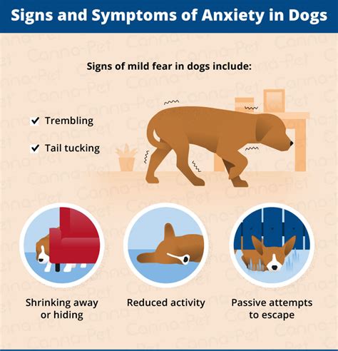 Is Your Dog Anxious Around Other Dogs Canna Pet