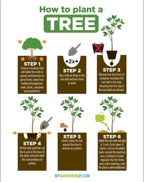 How To Plant A Tree Six Easy Steps Daily Infographic