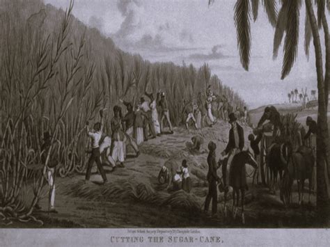 Slavery On Caribbean Sugar Plantations From The 17th To 19th Centuries