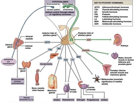 Anterior And Posterior Pituitary Gland Hormones And Their Functions