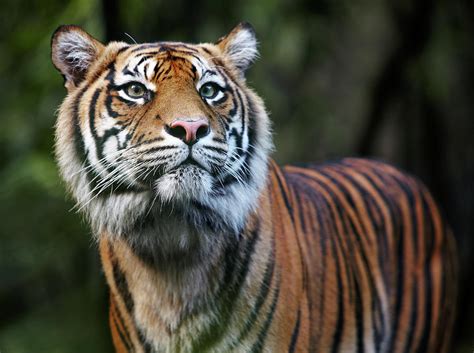 Sumatran Tiger By Allan Baxter