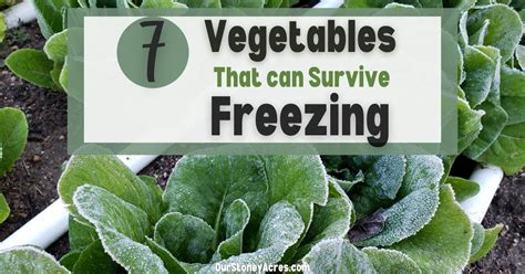 7 Vegetables That Can Survive Freezing Our Stoney Acres