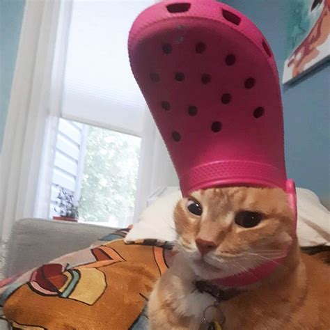 His Holiness The Pope Pets With Crocs Hats Cute Cat Memes Dog Cat