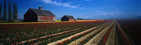 Wallpaper Sunlight Landscape Flowers Field Evening Morning Farm