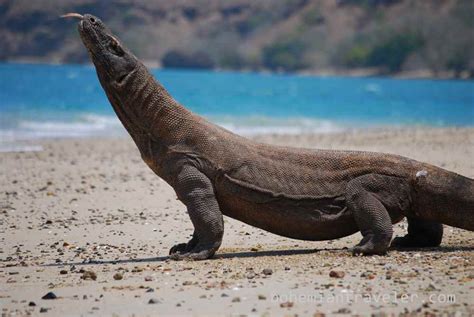 1,538 likes · 15 talking about this. Visiting the Komodo Dragon of Indonesia
