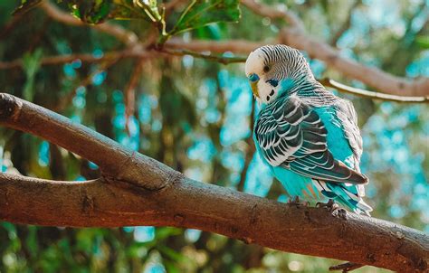 Australian Parakeet Your Happy Home Companion The Perruches
