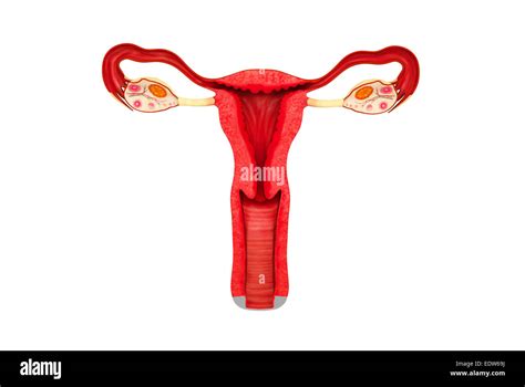 Female Reproductive System Diagram Cut Out Stock Images Pictures Alamy