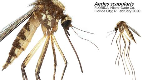 New Mosquito Species In Florida Ehrlich Pest Control