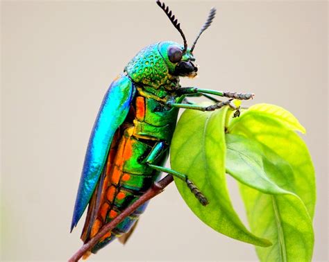 Descubre Tu Mundo Los 9 Insectos Coloridos Más Fascinantes Galería