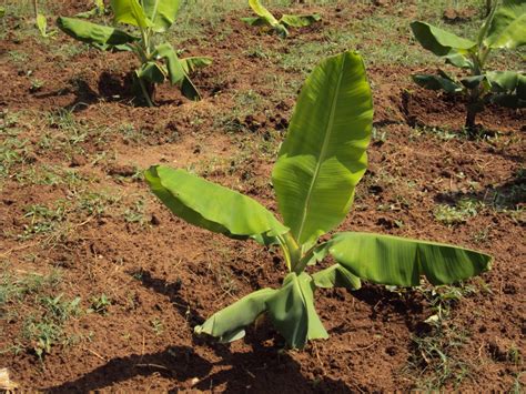 So, how do you protect your plants from wind and storms? Futurefarm Innovations Pvt Ltd - Banana Plant Protection ...