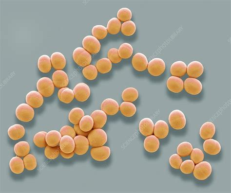Staphylococcus Aureus Bacteria Sem Stock Image F0225745 Science