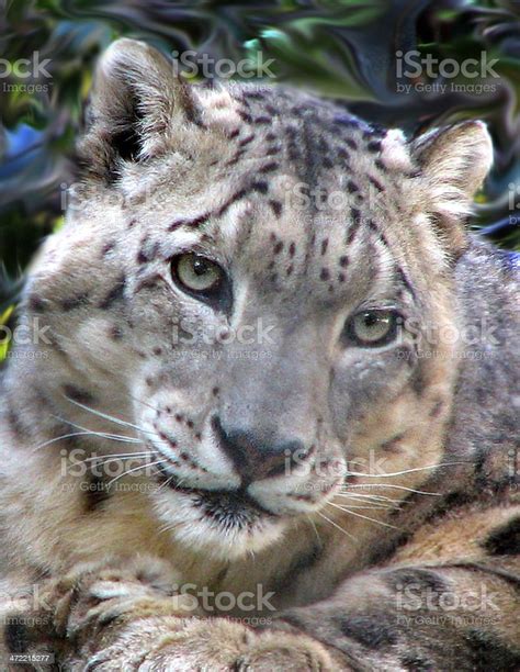 Snow Leopard Full Face Stock Photo Download Image Now Snow Leopard