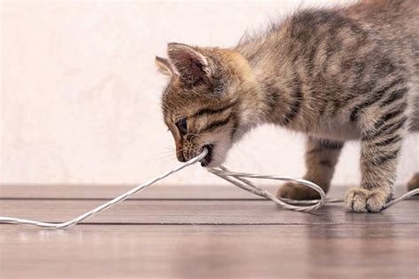 Why Do Cats Love String Unianimal