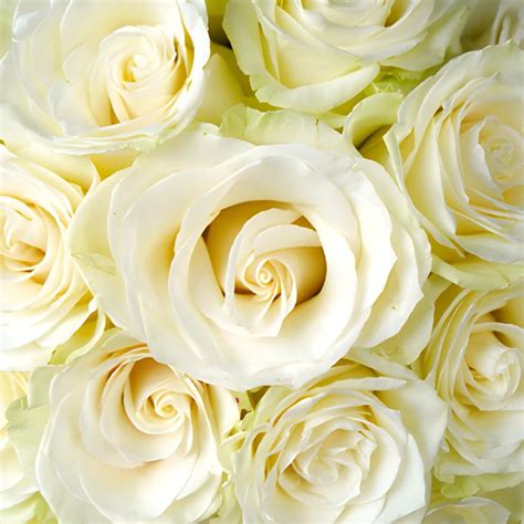 Wholesale Mondial White Rose ᐉ Bulk Mondial White Rose Online In Fi