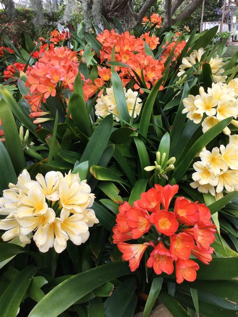 Clivias At The Toowoomba Carnival Of Flowers So Beautiful