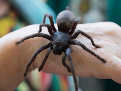 The camel spider first gained notoriety in the west during the gulf war in the early 1990s. What Does a Tarantula Eat Daily?