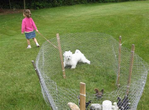 What is a dog run fence. Cheap Fence Ideas For Dogs In DIY Reusable And Portable ...