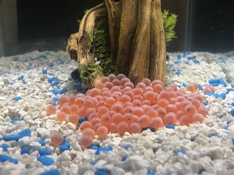 Fish Eggs to Fry – Association of Northwest Steelheaders