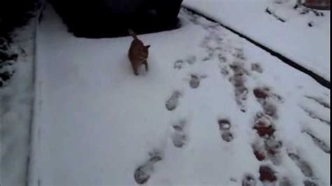 Il Gatto Delle Nevi Youtube