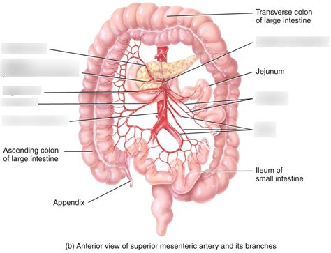 Superior Mesenteric Artery And Its Branches Diagram Quizlet