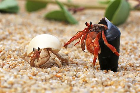 Perhaps you want to learn some of the most interesting hermit crab facts for kids. Biology: Hermit Crab: Level 2 activity for kids ...