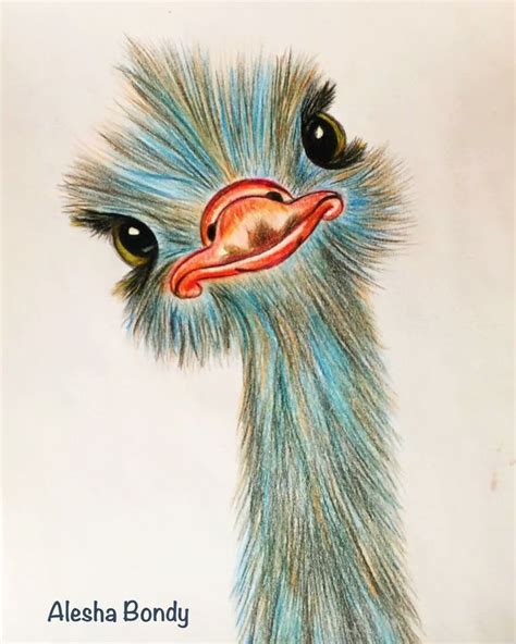 Ostrich Рисунки Цветные карандашные рисунки Картины