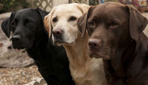 Your local kennel club may be able to direct you to responsible breeders. Labrador Retriever Dog Breed Information, Buying Advice ...