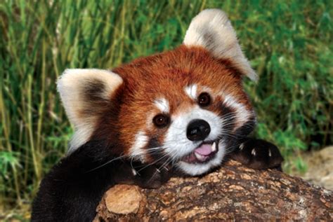 What Red Pandas Need To Grow Up Big And Strong Cuteness