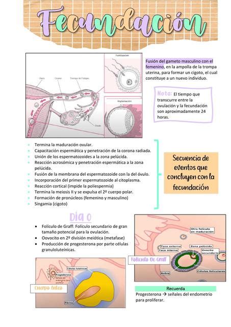 Fecundaci N Busca Y Descarga Apuntes Gratis Udocz