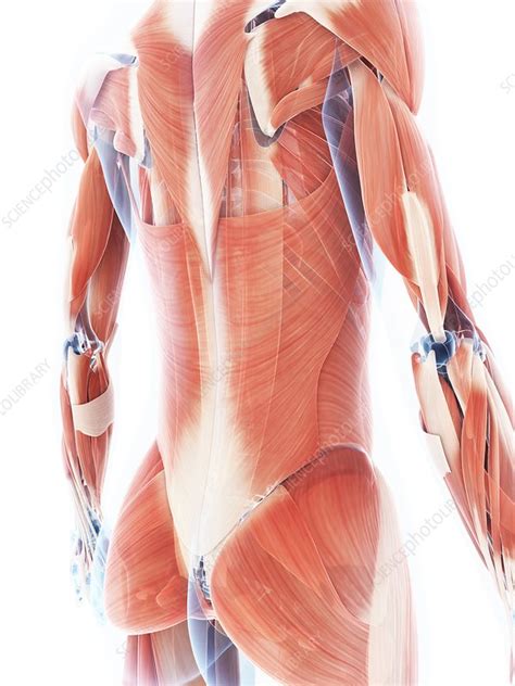 Stomach, saclike expansion of the digestive system, between the esophagus and the small intestine; Female Shoulder Muscles Diagram / Shoulder Pain Causes Treatment And When To See A Doctor / Test ...