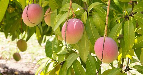 Nine times out of 10, if people are looking to add a fruit tree to their backyard or courtyard, they go for a traditional lemon tree. Growing tropical fruit in Sydney: our 5 top tips | Flower ...